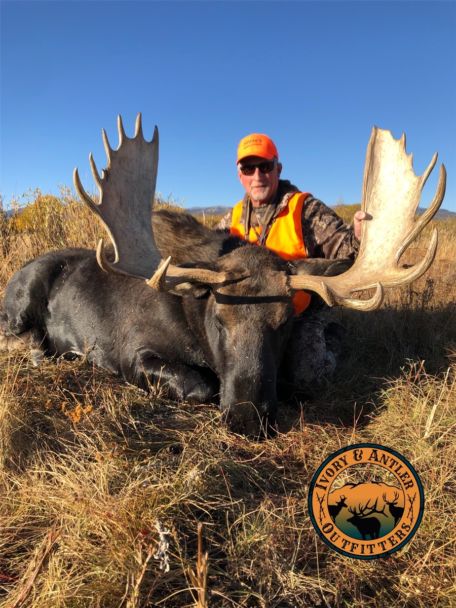 Colorado Shiras Moose Hunting Outfitters Guided Moose Hunts Colorado